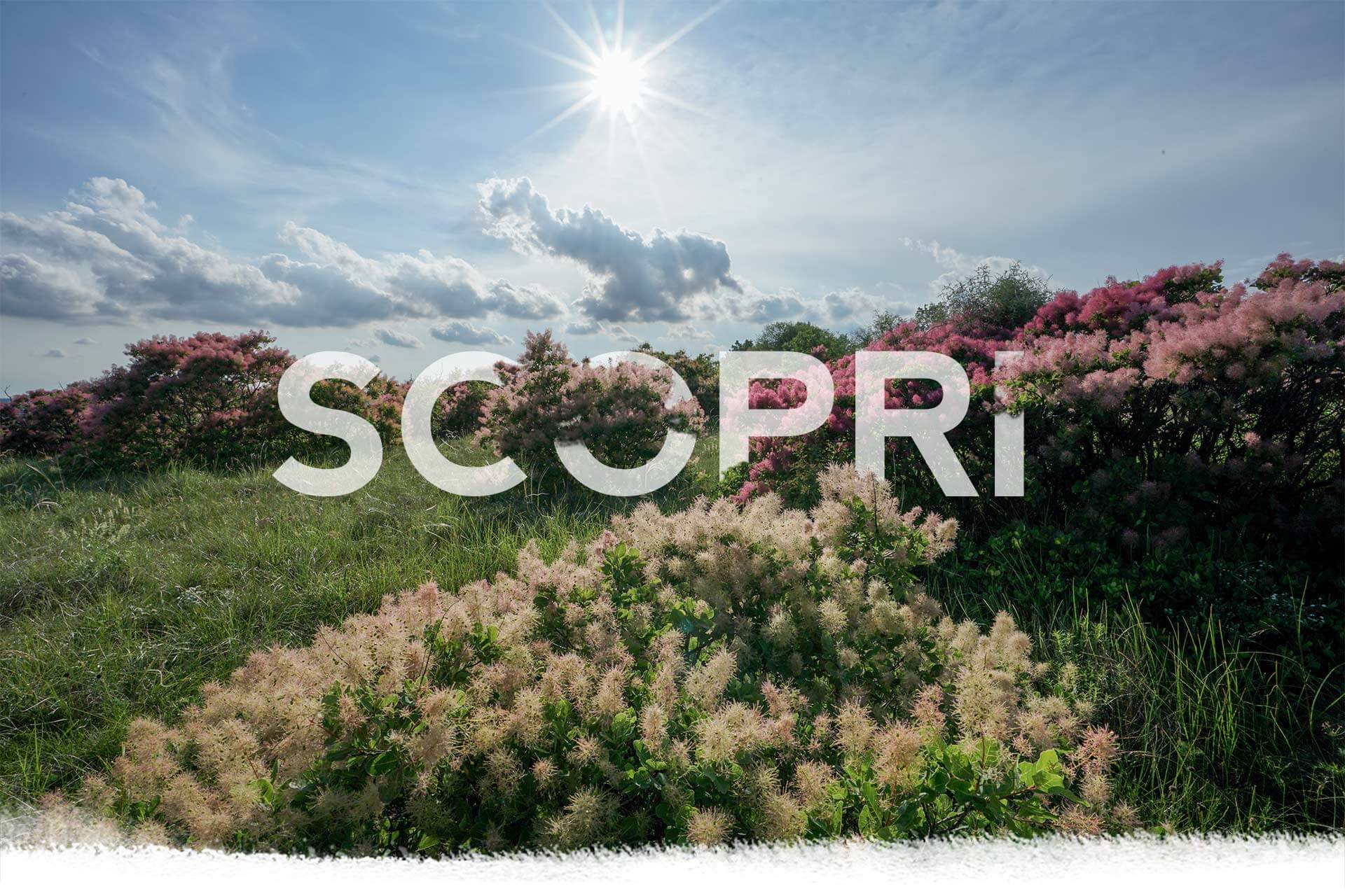 Scoprire-Camminando-Friuli-Venezia-Giulia cotinus - carso