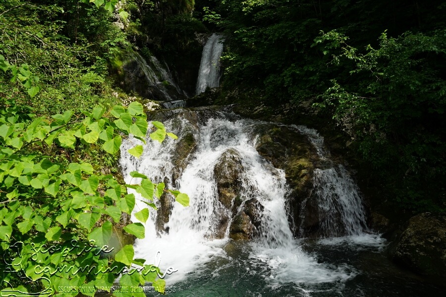 Foresta pluviale