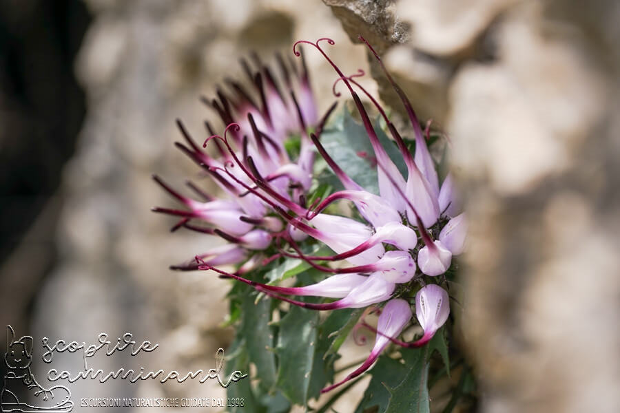 Natural Glagnò