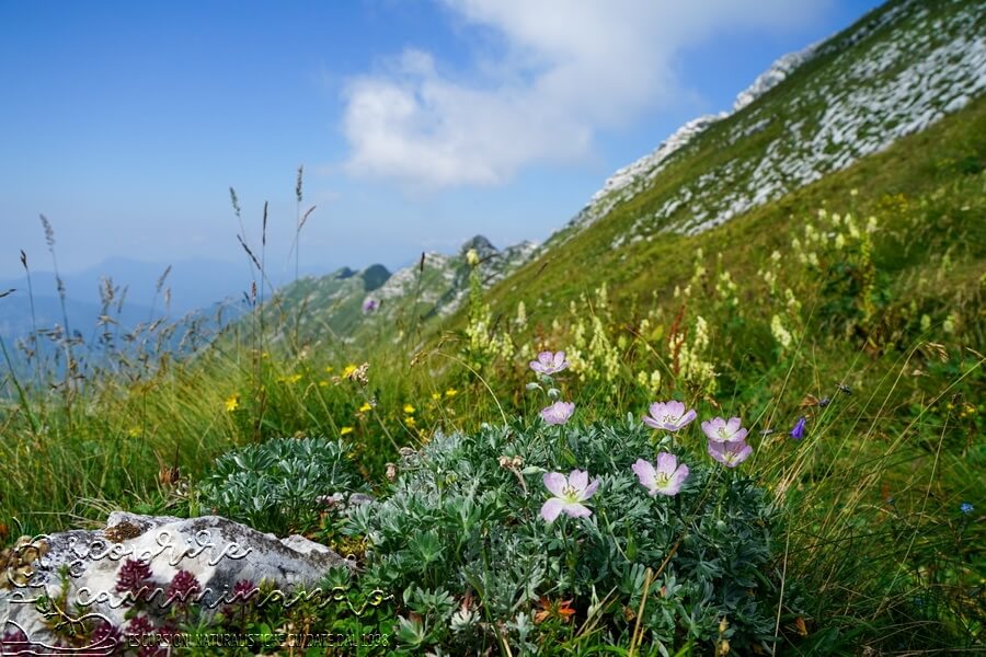 Trekking selvaggio