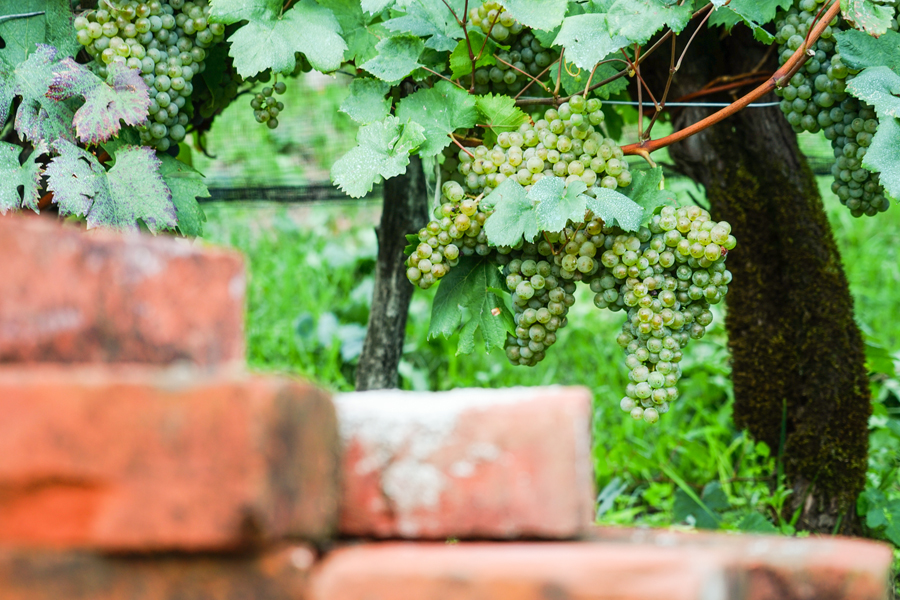 Tra le vigne di Kujija