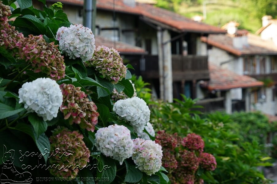 Ortensie e fantasmi