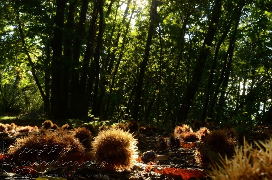 Tempi di castagne