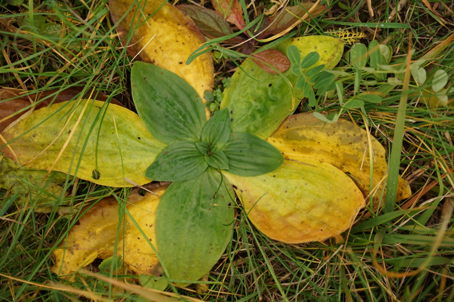 Rosette basali